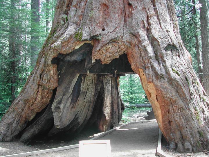 Giant Sequoia “Tunnel Tree”