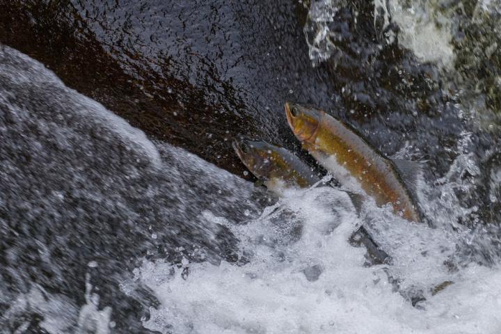 River salmon