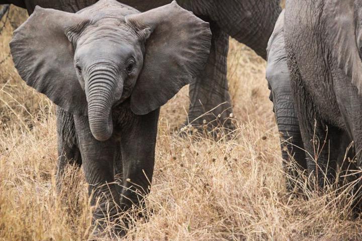 Baby elephant