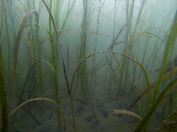 seagrass habitat